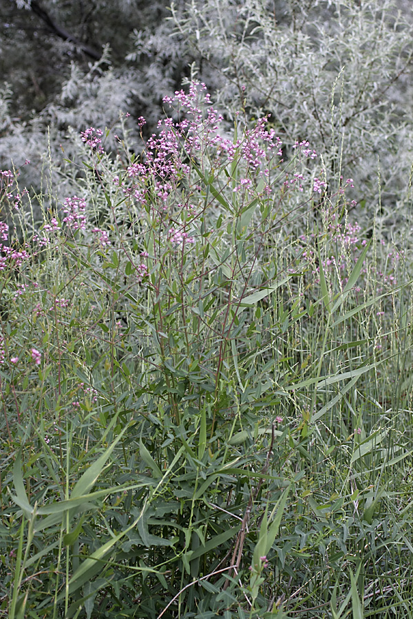 Изображение особи Trachomitum lancifolium.