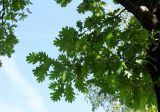 Quercus robur. Ветви. Австрия, Вена, парк Зигмунд-Фройд. 10.09.2012.