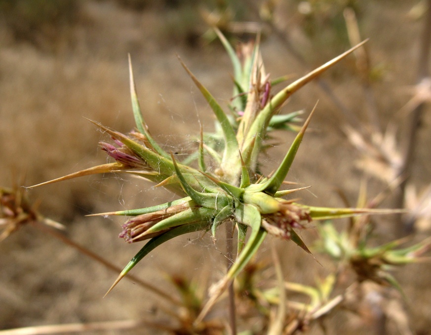 Image of Cousinia eryngioides specimen.