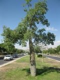 Ceiba insignis. Взрослое дерево. Израиль, г. Беэр-Шева, городское озеленение. 05.10.2012.