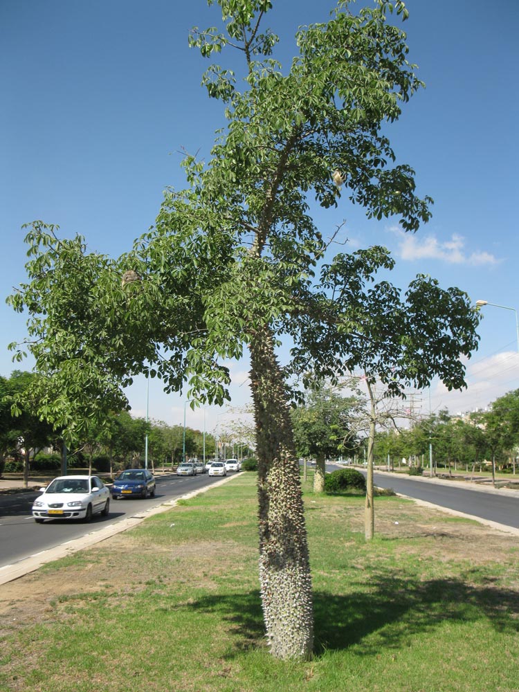 Изображение особи Ceiba insignis.