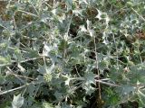 Eryngium maritimum