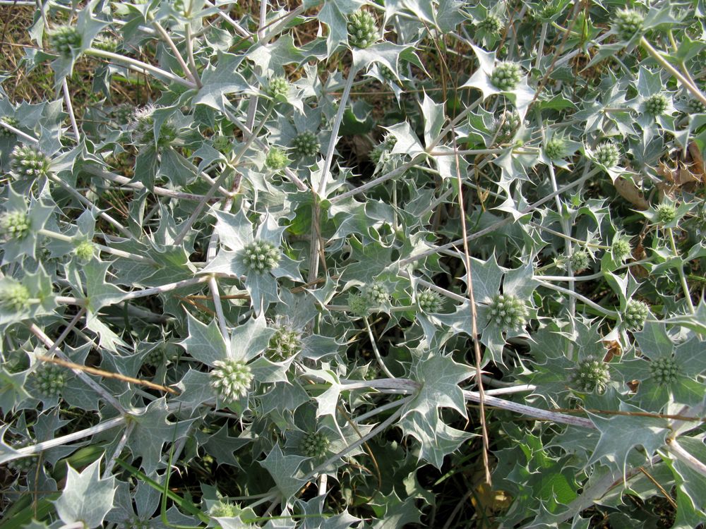 Изображение особи Eryngium maritimum.