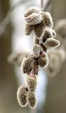 Populus tremula