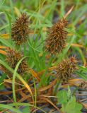 Carex macrocephala