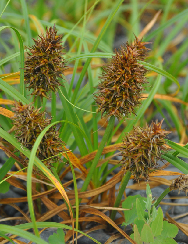 Изображение особи Carex macrocephala.