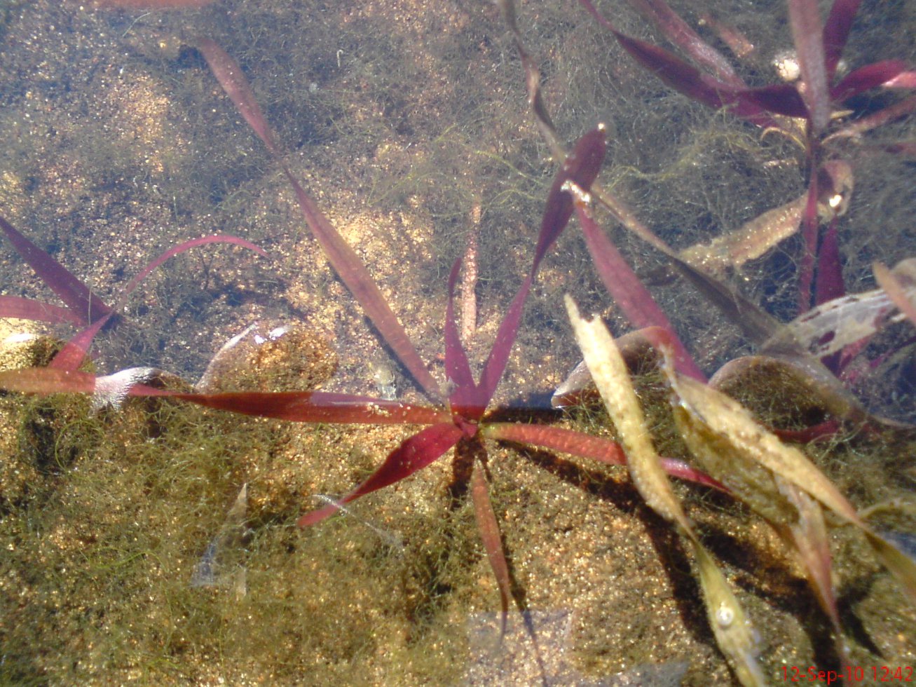 Image of Vallisneria spiralis specimen.