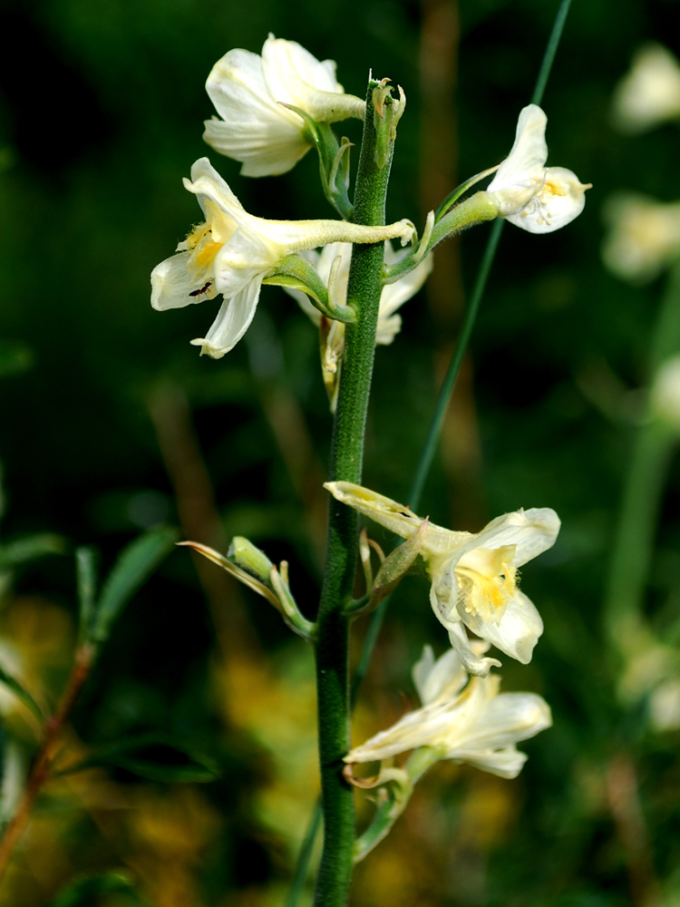 Изображение особи Delphinium semibarbatum.