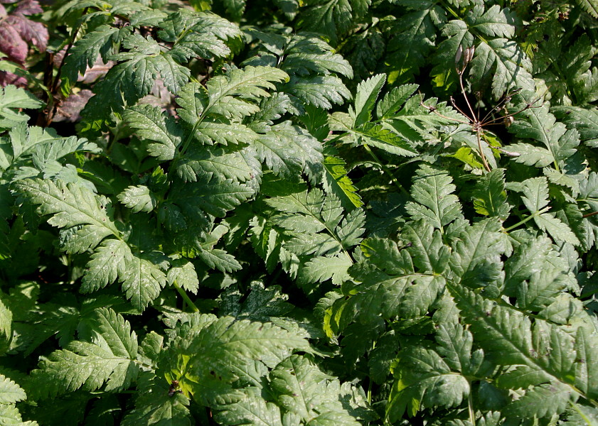 Image of Chaerophyllum temulum specimen.