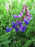 Vicia amoena