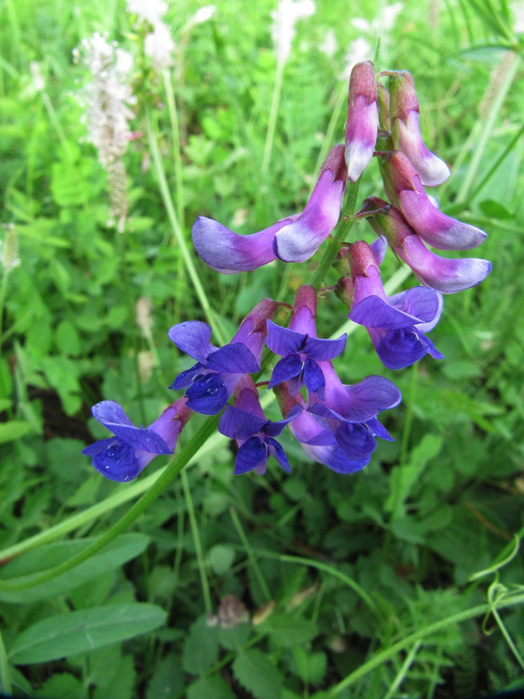 Image of Vicia amoena specimen.