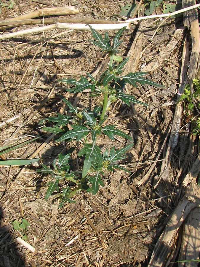 Image of Xanthium spinosum specimen.