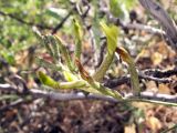 Astragalus lorinserianus. Соцветие. Киргизия, Баткенская обл., Алайский хр. 24 мая 2008 г.