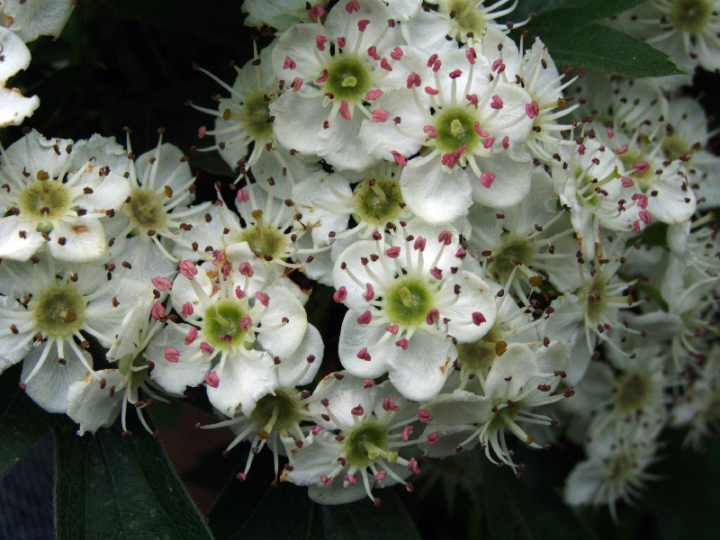 Изображение особи Crataegus pseudoheterophylla.