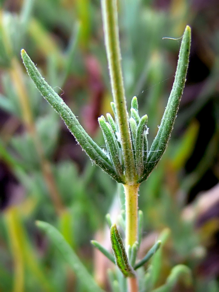 Image of Lavandula stoechas specimen.