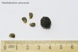 Phellodendron amurense
