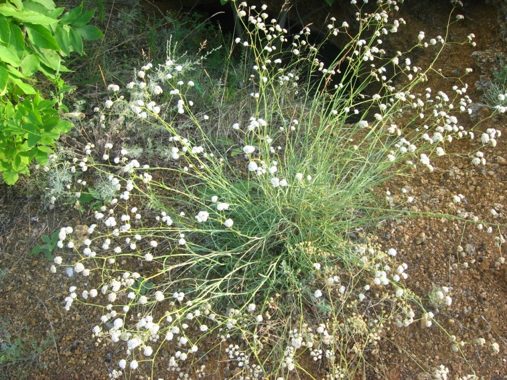 Изображение особи Gypsophila pallasii.