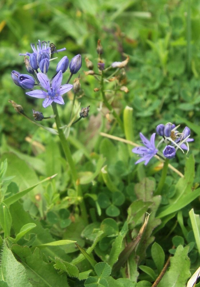 Image of Scilla ramburei specimen.