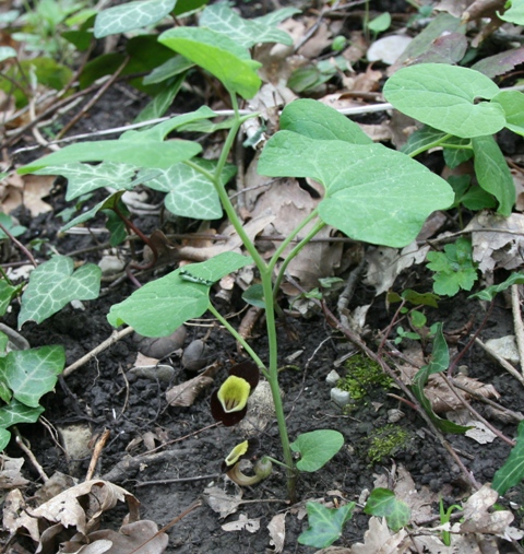 Изображение особи Aristolochia steupii.