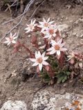 Rosularia alpestris