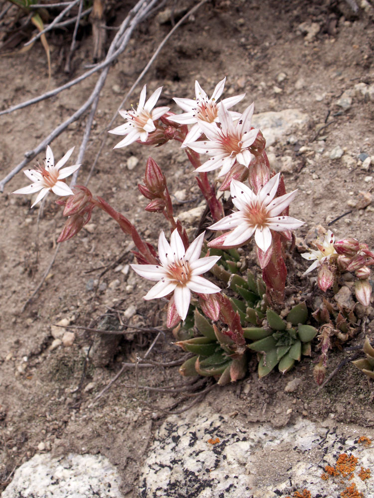 Image of Rosularia alpestris specimen.