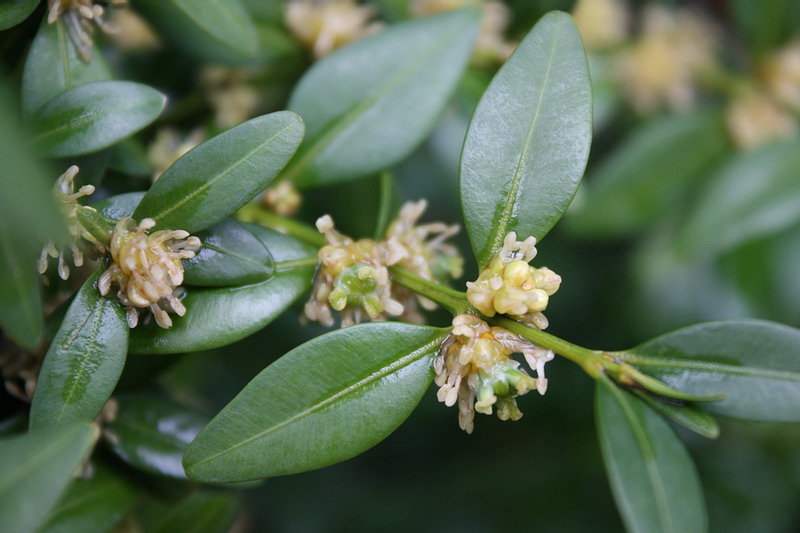 Image of Buxus sempervirens specimen.