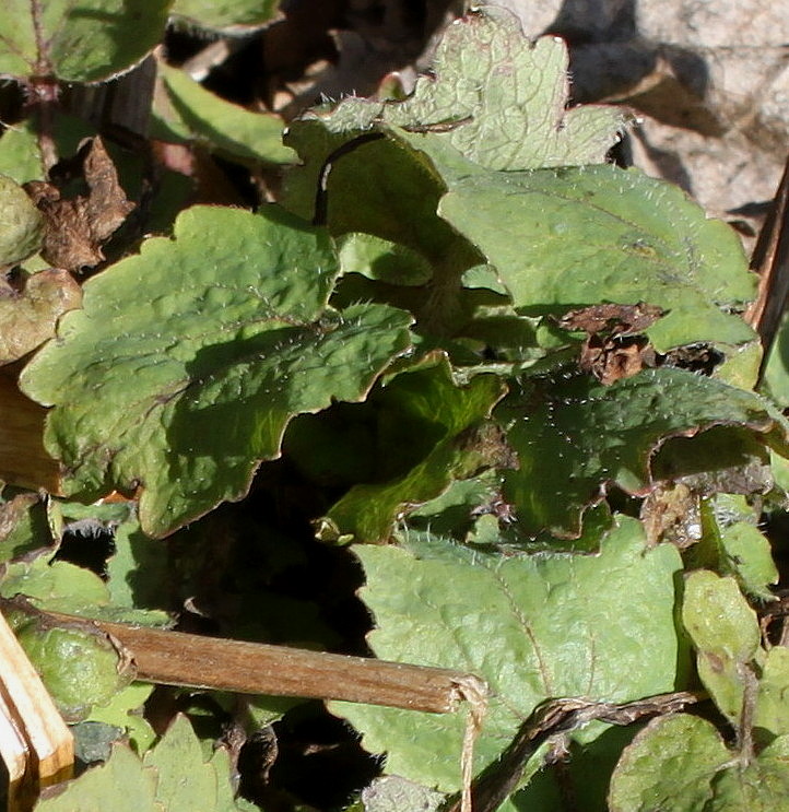 Изображение особи Stylophorum lasiocarpum.