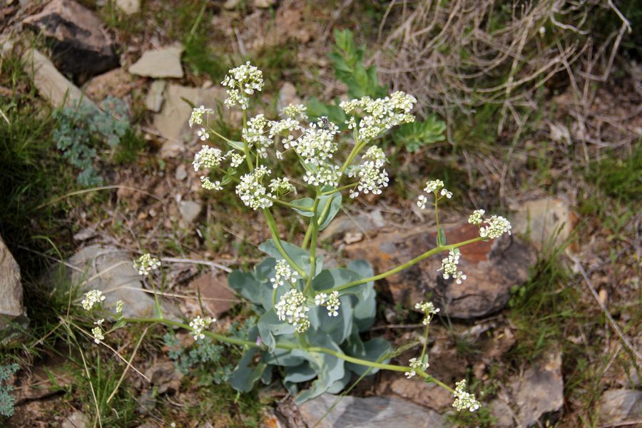 Image of Stubendorffia olgae specimen.