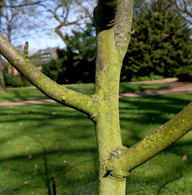 Image of Magnolia tripetala specimen.