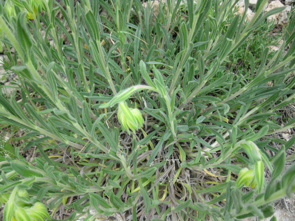 Изображение особи Onosma taurica.