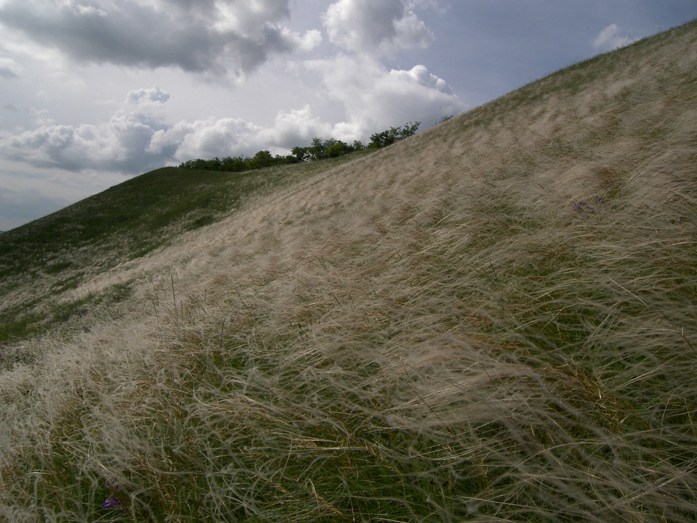 Image of Stipa pulcherrima specimen.