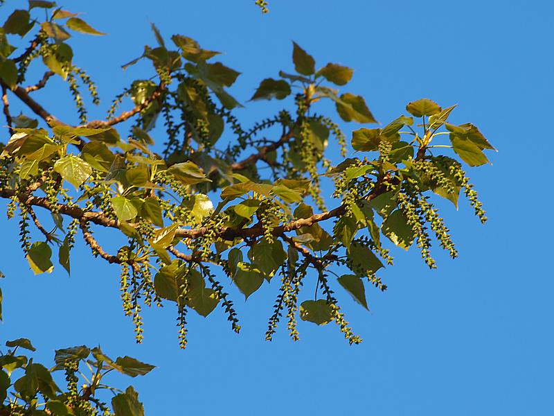 Изображение особи Populus &times; sibirica.