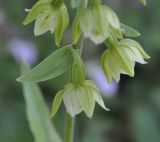 Epipactis helleborine ssp. degenii