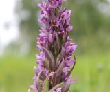 Dactylorhiza incarnata