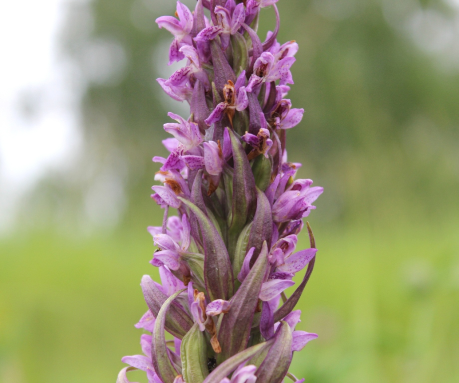 Изображение особи Dactylorhiza incarnata.