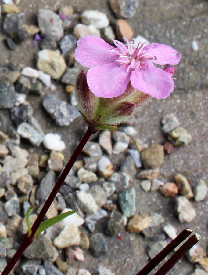 Image of Saponaria caespitosa specimen.