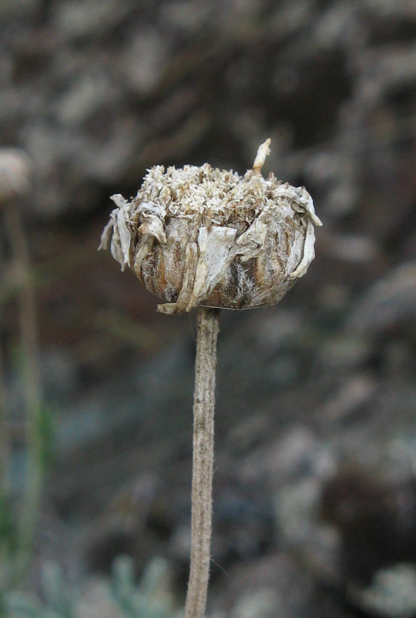 Изображение особи Anthemis tranzscheliana.