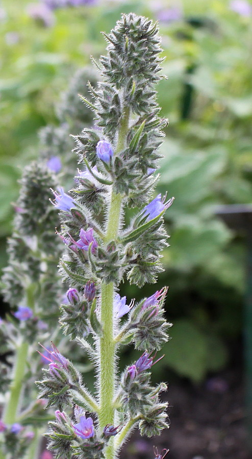 Image of Echium biebersteinii specimen.