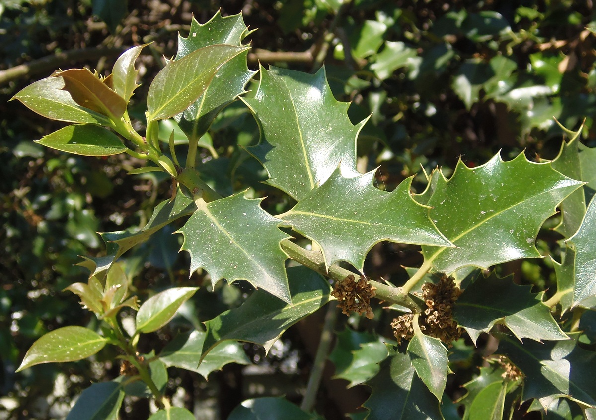 Image of Ilex aquifolium specimen.