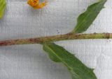 род Hieracium