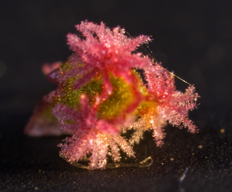 Image of Rumex acetosa specimen.