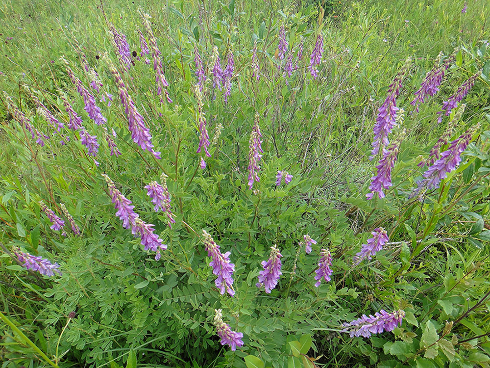 Изображение особи Hedysarum alpinum.