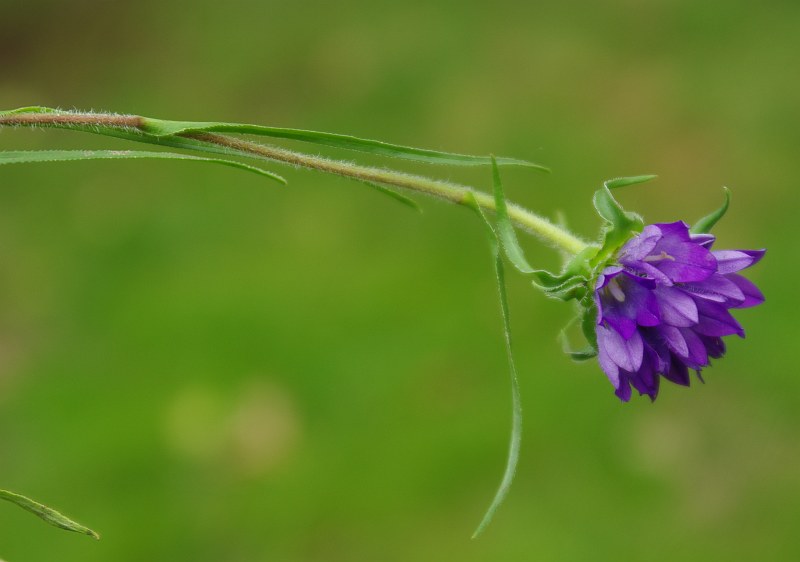 Image of Edraianthus tenuifolius specimen.