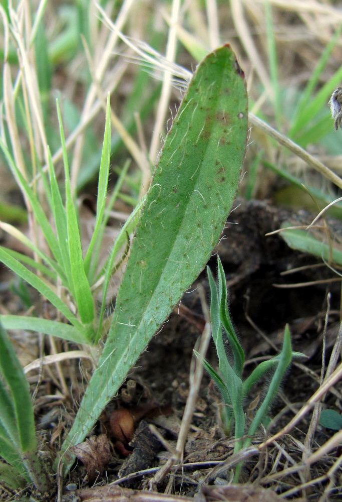 Image of genus Pilosella specimen.