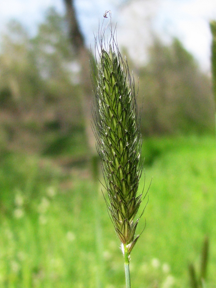 Изображение особи Alopecurus pratensis.