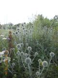 Echinops sphaerocephalus
