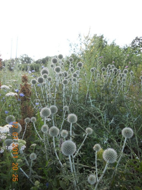 Изображение особи Echinops sphaerocephalus.