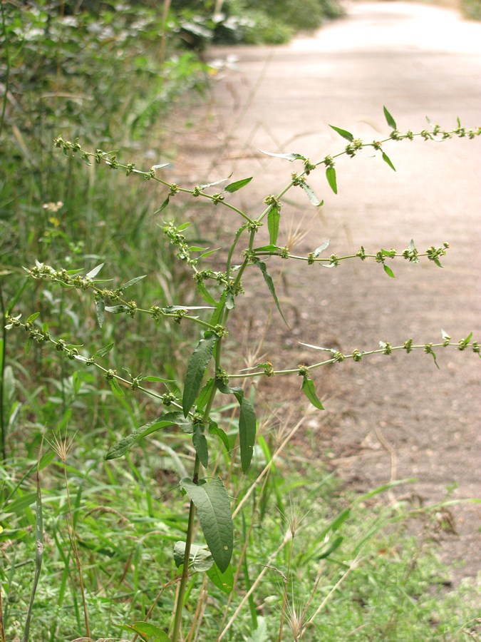 Image of Rumex pulcher specimen.