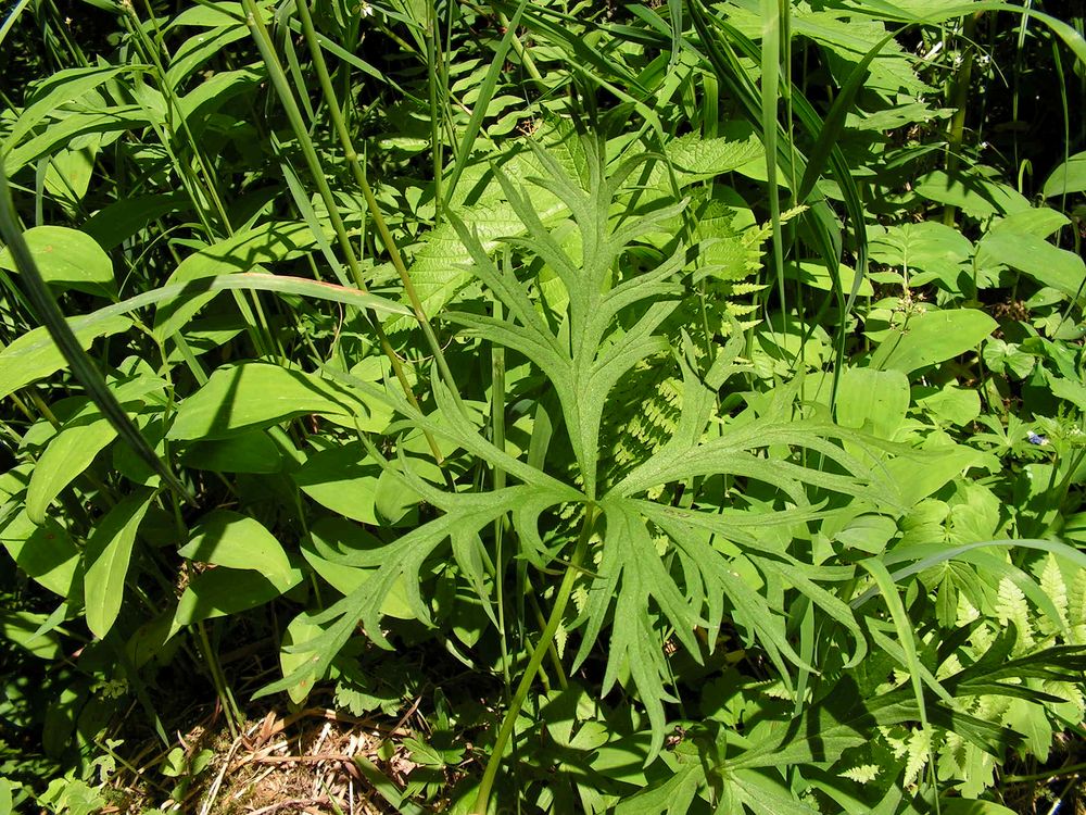 Image of Aconitum karafutense specimen.