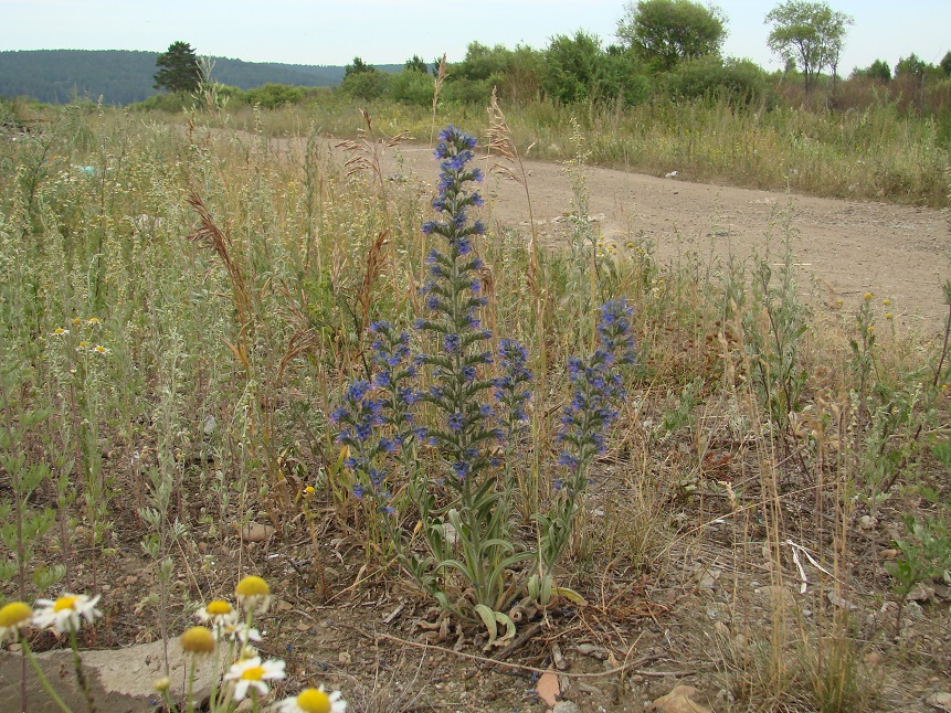 Image of Echium vulgare specimen.